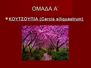 ΟΜΑΔΑ Α΄ΟΜΑΔΑ Α΄
 ΚΟΥΤΣΟΥΠΙΑ (Cercis siliquastrum)ΚΟΥΤΣΟΥΠΙΑ (Cercis siliquastrum)
 