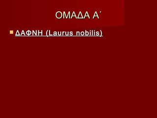 ΟΜΑΔΑ Α΄ΟΜΑΔΑ Α΄
 ΔΑΦΝΗ (Laurus nobilis)ΔΑΦΝΗ (Laurus nobilis)
 