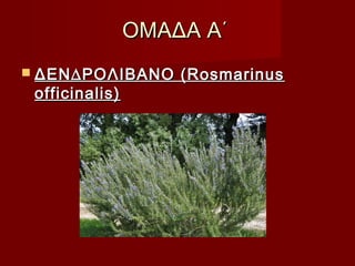 ΟΜΑΔΑ Α΄ΟΜΑΔΑ Α΄
 ΔΕΝ∆ΡΟΛΙΒΑΝΟ (RosmarinusΔΕΝ∆ΡΟΛΙΒΑΝΟ (Rosmarinus
officinalis)officinalis)
 