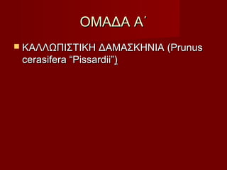 ΟΜΑΔΑ Α΄ΟΜΑΔΑ Α΄
 ΚΑΛΛΩΠΙΣΤΙΚΗ ΔΑΜΑΣΚΗΝΙΑΚΑΛΛΩΠΙΣΤΙΚΗ ΔΑΜΑΣΚΗΝΙΑ (Prunus(Prunus
cerasifera “Pissardii”cerasifera “Pissardii”))
 