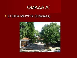 ΟΜΑΔΑ Α΄ΟΜΑΔΑ Α΄
 ΣΤΕΙΡΑ ΜΟΥΡΙΑ (Urticales)ΣΤΕΙΡΑ ΜΟΥΡΙΑ (Urticales)
 