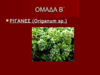 ΟΜΑΔΑ Β΄ΟΜΑΔΑ Β΄
 ΡΙΓΑΝΕΣ (Origanum sp.)ΡΙΓΑΝΕΣ (Origanum sp.)
 