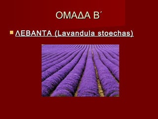 ΟΜΑΔΑ Β΄ΟΜΑΔΑ Β΄
 ΛΕΒΑΝΤΑ (Lavandula stoechas)ΛΕΒΑΝΤΑ (Lavandula stoechas)
 