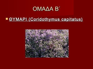 ΟΜΑΔΑ Β΄ΟΜΑΔΑ Β΄
 ΘΥΜΑΡΙ (Coridothymus capitatus)ΘΥΜΑΡΙ (Coridothymus capitatus)
 