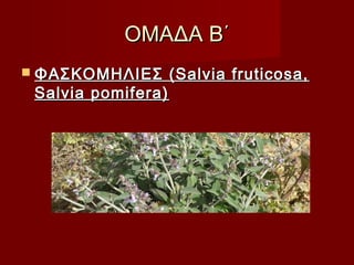 ΟΜΑΔΑ Β΄ΟΜΑΔΑ Β΄
 ΦΑΣΚΟΜΗΛΙΕΣ (Salvia fruticosa,ΦΑΣΚΟΜΗΛΙΕΣ (Salvia fruticosa,
Salvia pomifera)Salvia pomifera)
 