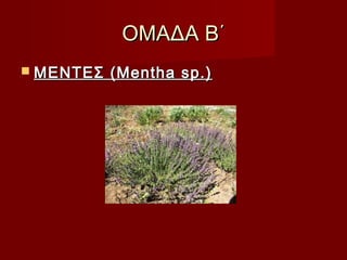 ΟΜΑΔΑ Β΄ΟΜΑΔΑ Β΄
 ΜΕΝΤΕΣ (Mentha sp.)ΜΕΝΤΕΣ (Mentha sp.)
 