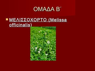 ΟΜΑΔΑ Β΄ΟΜΑΔΑ Β΄
 ΜΕΛΙΣΣΟΧΟΡΤΟ (MelissaΜΕΛΙΣΣΟΧΟΡΤΟ (Melissa
officinalis)officinalis)
 