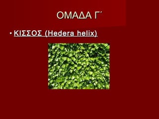 ΟΜΑΔΑ Γ΄ΟΜΑΔΑ Γ΄
•• ΚΙΣΣΟΣ (Hedera helix)ΚΙΣΣΟΣ (Hedera helix)
 