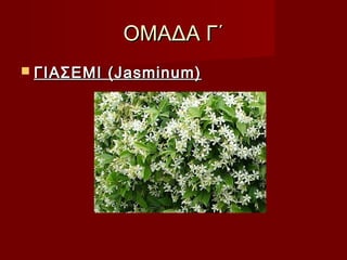 ΟΜΑΔΑ Γ΄ΟΜΑΔΑ Γ΄
 ΓΙΑΣΕΜI (Jasminum)ΓΙΑΣΕΜI (Jasminum)
 