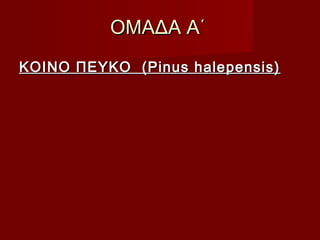 ΟΜΑΔΑ Α΄ΟΜΑΔΑ Α΄
ΚΟΙΝΟ ΠΕΥΚΟ (Pinus halepensis)ΚΟΙΝΟ ΠΕΥΚΟ (Pinus halepensis)
 