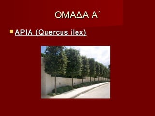 ΟΜΑΔΑ Α΄ΟΜΑΔΑ Α΄
 ΑΡΙΑ (Quercus ilex)ΑΡΙΑ (Quercus ilex)
 