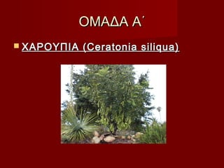 ΟΜΑΔΑ Α΄ΟΜΑΔΑ Α΄
 ΧΑΡΟΥΠΙΑ (Ceratonia siliqua)ΧΑΡΟΥΠΙΑ (Ceratonia siliqua)
 