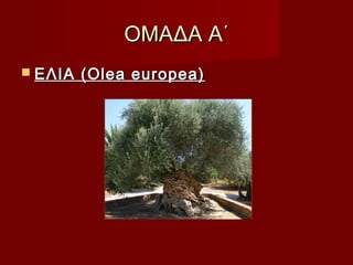 ΟΜΑΔΑ Α΄ΟΜΑΔΑ Α΄
 ΕΛΙΑ (Olea europea)ΕΛΙΑ (Olea europea)
 