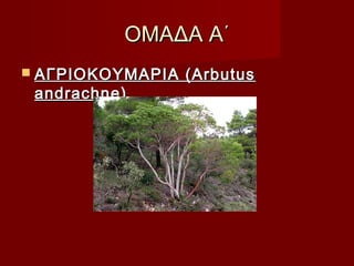 ΟΜΑΔΑ Α΄ΟΜΑΔΑ Α΄
 AΓΡIOKOYMAΡIA (ArbutusAΓΡIOKOYMAΡIA (Arbutus
andrachne)andrachne)
 
