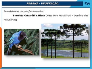 PARANÁ - VEGETAÇÃO 
Ecossistemas de porções elevadas:
Floresta Ombrófila Mista (Mata com Araucárias – Domínio das
Araucárias)
 