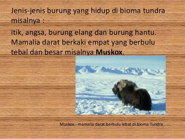 Bioma Tundra