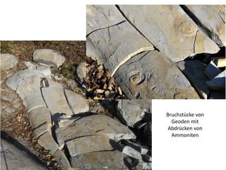 Bruchstücke von
Geoden mit
Abdrücken von
Ammoniten
 