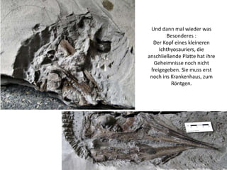 Und dann mal wieder was
Besonderes :
Der Kopf eines kleineren
Ichthyosauriers, die
anschließende Platte hat ihre
Geheimnis...
