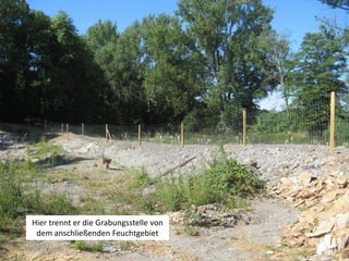Geopunkt Jurameer Schandelah - Grabungsphase VII - 2020    Slide 46