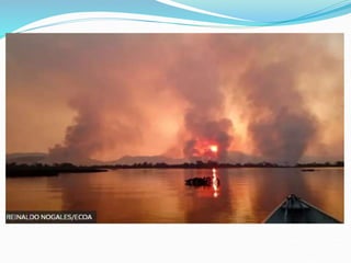 Geografia do Pantanal