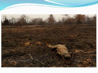 Geografia do Pantanal