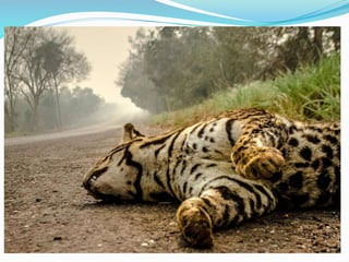 Geografia do Pantanal