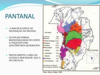 PANTANAL
 A MAIOR PLANÍCIE DE
INUNDAÇÃO DO MUNDO.
 OCUPA,EM TERRAS
BRASILEIRAS,MAIS DE CENTO
E CINQUENTA MIL
QUILÔMETROS QUADRADOS
.
 PRATICAMENTE A ÁREA DA
GUIANA E BEM MAIOR QUE A
DO URUGUAI.
 