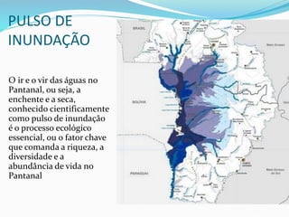 PULSO DE
INUNDAÇÃO
O ir e o vir das águas no
Pantanal, ou seja, a
enchente e a seca,
conhecido cientificamente
como pulso de inundação
é o processo ecológico
essencial, ou o fator chave
que comanda a riqueza, a
diversidade e a
abundância de vida no
Pantanal
 
