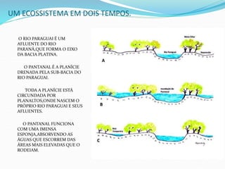 UM ECOSSISTEMA EM DOIS TEMPOS.
O RIO PARAGUAI É UM
AFLUENTE DO RIO
PARANÁ,QUE FORMA O EIXO
DA BACIA PLATINA.
O PANTANAL É A PLANÍCIE
DRENADA PELA SUB-BACIA DO
RIO PARAGUAI.
TODA A PLANÍCIE ESTÁ
CIRCUNDADA POR
PLANALTOS,ONDE NASCEM O
PRÓPRIO RIO PARAGUAI E SEUS
AFLUENTES.
O PANTANAL FUNCIONA
COM UMA IMENSA
ESPONJA,ABSORVENDO AS
ÁGUAS QUE ESCORREM DAS
ÁREAS MAIS ELEVADAS QUE O
RODEIAM.
 
