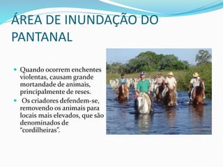 ÁREA DE INUNDAÇÃO DO
PANTANAL
 Quando ocorrem enchentes
violentas, causam grande
mortandade de animais,
principalmente de reses.
 Os criadores defendem-se,
removendo os animais para
locais mais elevados, que são
denominados de
“cordilheiras”.
 