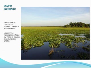 CAMPO
INUNDADO
-FOTO TIRADA
DURANTE O
PERÍODO DA CHEIA
NO PANTANAL.
-OBSERVE A
PRESENÇA DE ÁGUA
EM TODO O CAMPO
E AO FUNDO O
CAPÃO.
 