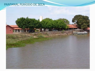 PANTANAL PERÍODO DE SECA
 