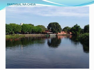 PANTANAL NA CHEIA
 