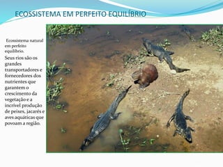 ECOSSISTEMA EM PERFEITO EQUILÍBRIO
Ecossistema natural
em perfeito
equilíbrio.
Seus rios são os
grandes
transportadores e
fornecedores dos
nutrientes que
garantem o
crescimento da
vegetação e a
incrível produção
de peixes, jacarés e
aves aquáticas que
povoam a região.
 