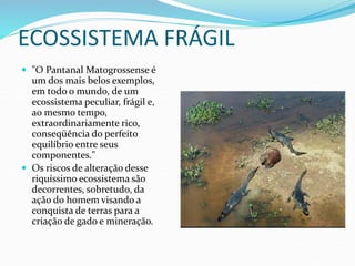 ECOSSISTEMA FRÁGIL
 "O Pantanal Matogrossense é
um dos mais belos exemplos,
em todo o mundo, de um
ecossistema peculiar, frágil e,
ao mesmo tempo,
extraordinariamente rico,
conseqüência do perfeito
equilíbrio entre seus
componentes."
 Os riscos de alteração desse
riquíssimo ecossistema são
decorrentes, sobretudo, da
ação do homem visando a
conquista de terras para a
criação de gado e mineração.
 
