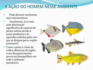 A AÇÃO DO HOMEM NESSE AMBIENTE
 Pode destruir totalmente
suas características.
 Atualmente, já se nota
uma diminuição
significativa de espécies de
peixes nobres devido à
pesca predatória e às
agressões sofridas pelos rios
que se dirigem para a região
pantaneira.
 Como o peixe é a base da
cadeia alimentar da região,
o seu desaparecimento
provocará desequilíbrio em
todo o ambiente
pantaneiro.
 