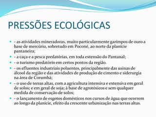PRESSÕES ECOLÓGICAS
 - as atividades mineradoras, muito particularmente garimpos de ouro a
base de mercúrio, sobretudo em Poconé, ao norte da planície
pantaneira;
 - a caça e a pesca predatórias, em toda extensão do Pantanal;
 - o turismo predatório em certos pontos da região.
 - os efluentes industriais poluentes, principalmente das usinas de
álcool da região e das atividades de produção de cimento e siderurgia
na área de Corumbá;
 - o uso de terras altas, com a agricultura intensiva e extensiva em geral
de solos; e em geral de soja; à base de agrotóxicos e sem qualquer
medida de conservação de solos;
 - o lançamento de esgotos domésticos nos cursos de água que ocorrem
ao longo da planície, efeito da crescente urbanização nas terras altas.
 