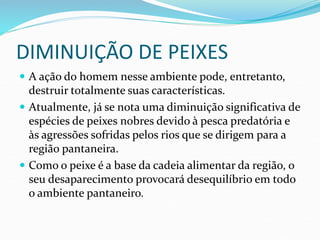 DIMINUIÇÃO DE PEIXES
 A ação do homem nesse ambiente pode, entretanto,
destruir totalmente suas características.
 Atualmente, já se nota uma diminuição significativa de
espécies de peixes nobres devido à pesca predatória e
às agressões sofridas pelos rios que se dirigem para a
região pantaneira.
 Como o peixe é a base da cadeia alimentar da região, o
seu desaparecimento provocará desequilíbrio em todo
o ambiente pantaneiro.
 