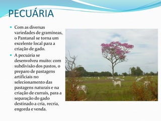 PECUÁRIA
 Com as diversas
variedades de gramíneas,
o Pantanal se torna um
excelente local para a
criação de gado.
 A pecuária se
desenvolveu muito: com
subdivisão dos pastos, o
preparo de pastagens
artificiais no
selecionamento das
pastagens naturais e na
criação de currais, para a
separação do gado
destinado a cria, recria,
engorda e venda.
 