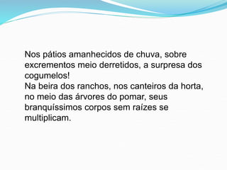 Nos pátios amanhecidos de chuva, sobre
excrementos meio derretidos, a surpresa dos
cogumelos!
Na beira dos ranchos, nos canteiros da horta,
no meio das árvores do pomar, seus
branquíssimos corpos sem raízes se
multiplicam.
 