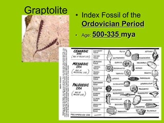 Graptolite • Index Fossil of the
Ordovician Period
• Age: 500-335 mya
 
