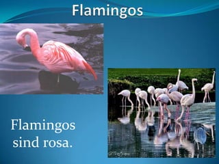 Flamingos
sind rosa.

 