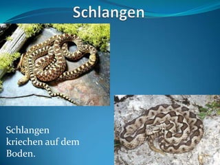 Schlangen
kriechen auf dem
Boden.