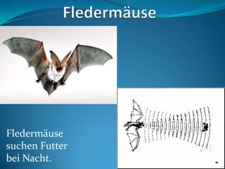 Fledermäuse
suchen Futter
bei Nacht.