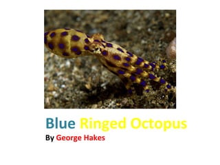 Blue Ringed Octopus
By George Hakes
 