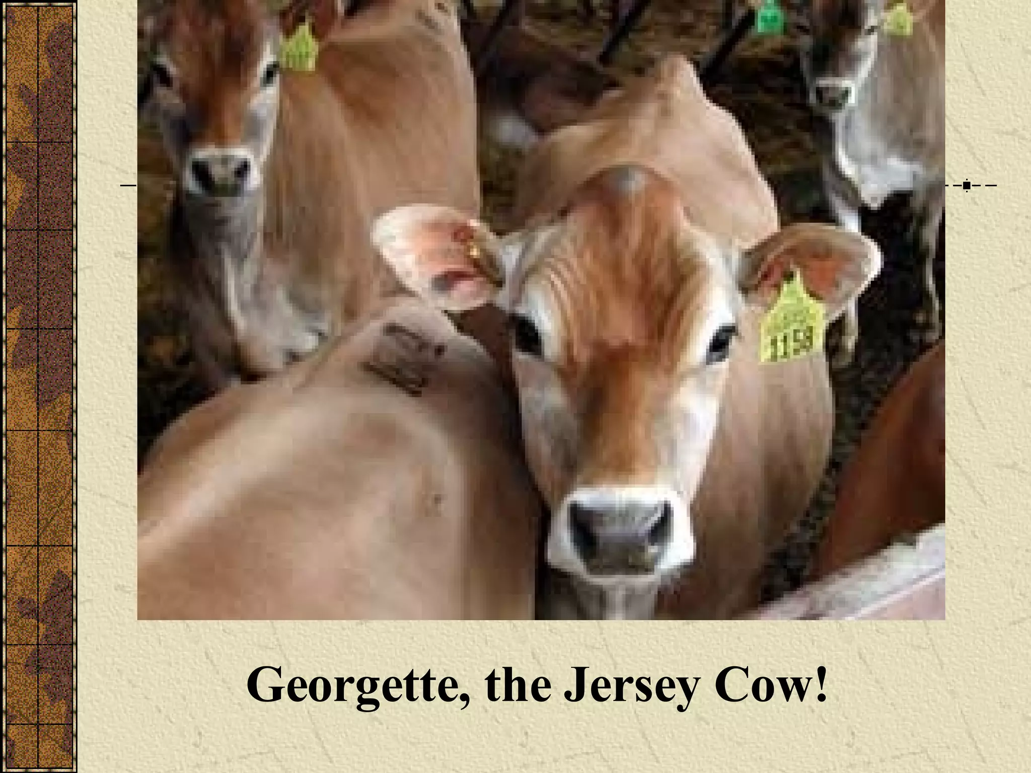 Georgette, the Jersey Cow!