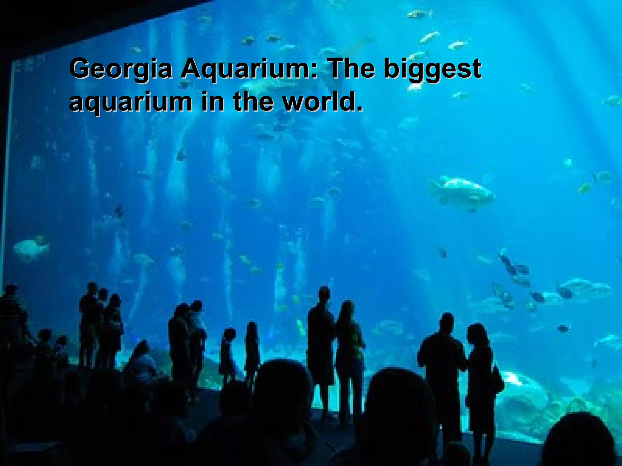 Georgia Aquarium: The biggest
aquarium in the world.