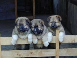 Georgia/საქართველო