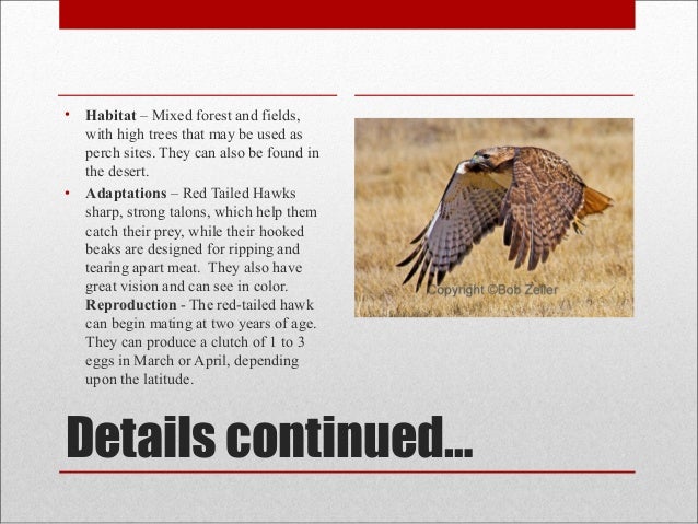 hawk adaptations