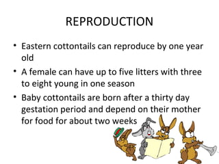 Georgia animal research project quendan | PPT